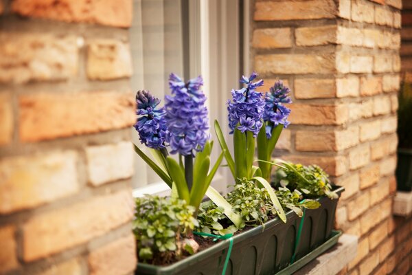 Flowers in pots on the windowsill