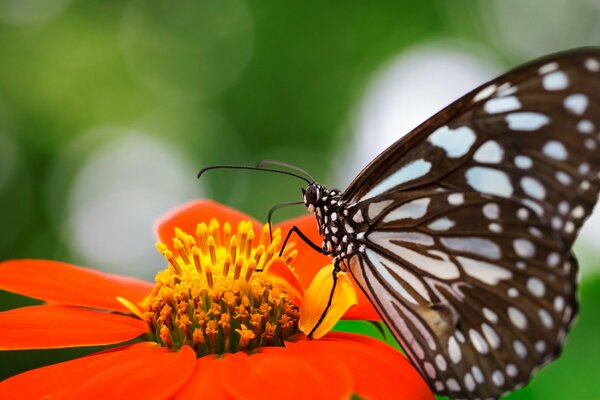 Beautiful butterfly on a summer flower