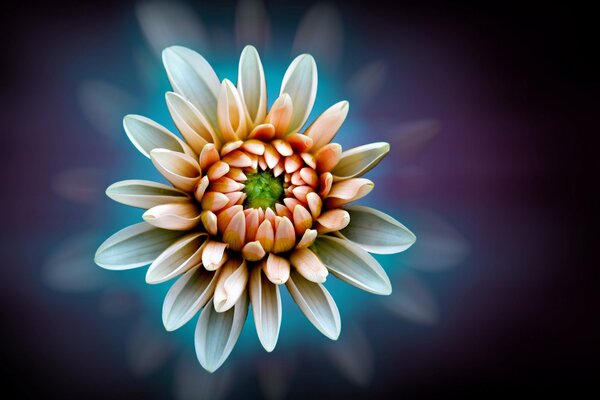 Dahlia blanc-orange sur fond bleu foncé