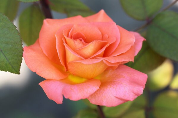 Fioritura rosa giallo-rosa