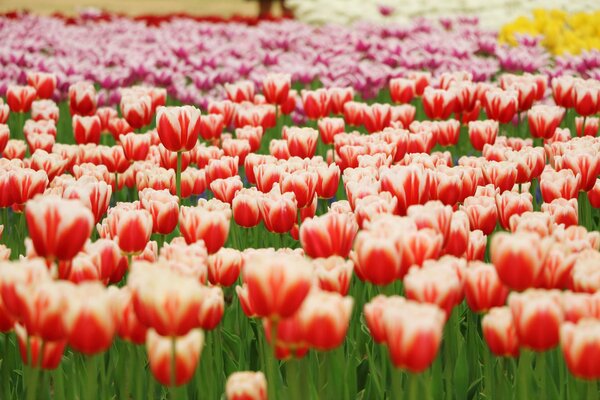 Tulipes multicolores qui poussent dans le parc