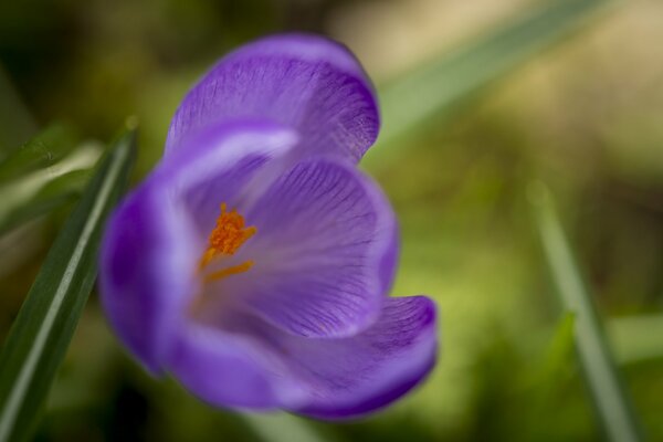 Makro-violetter Licht-Krokus