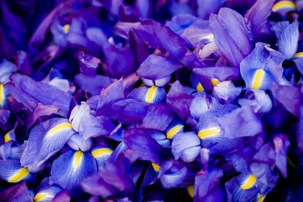 Frische blaue und lila Iris