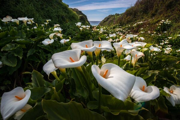 Callas en el fondo del paisaje de montaña