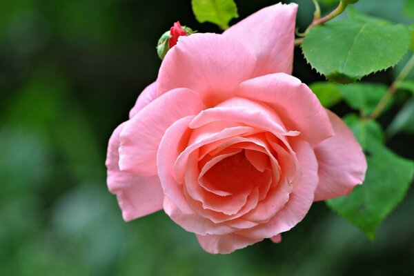 Tale ripresa rosa rosa