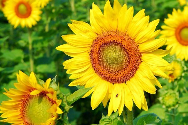 Girasoles de colores en un día de verano