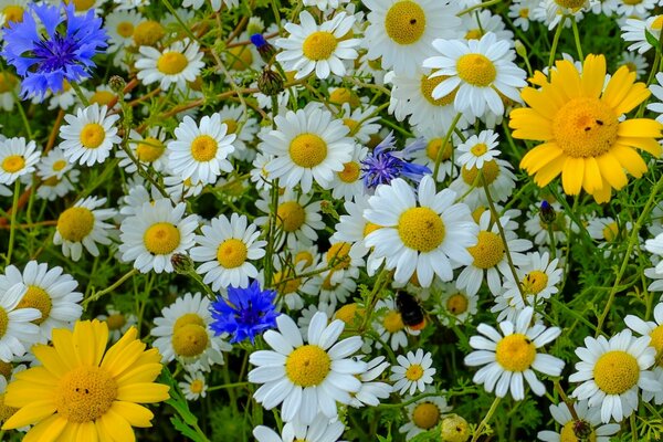 A flower paradise for bumblebees daisies and vamilkoa