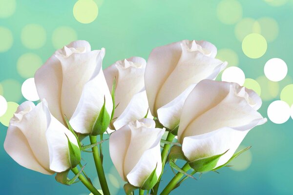 White roses on a blue background