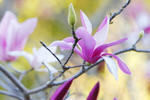I fiori di magnolia sono una meraviglia naturale