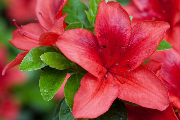 Azalea roja macro disparo