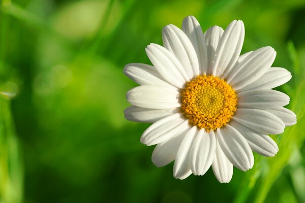 Chamomile flower on a green background