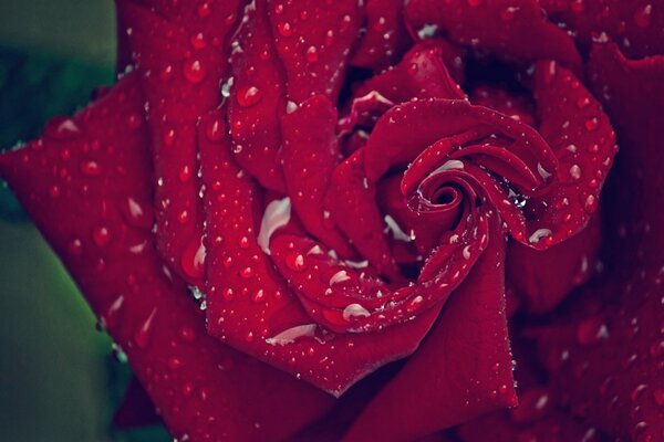 Drops on rose petals macro