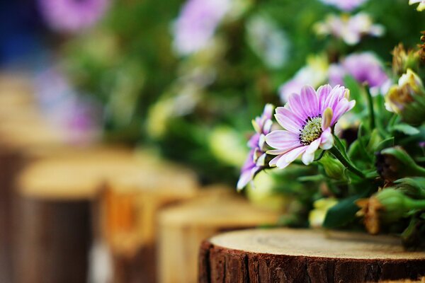 Hermosas flores con efecto bokeh