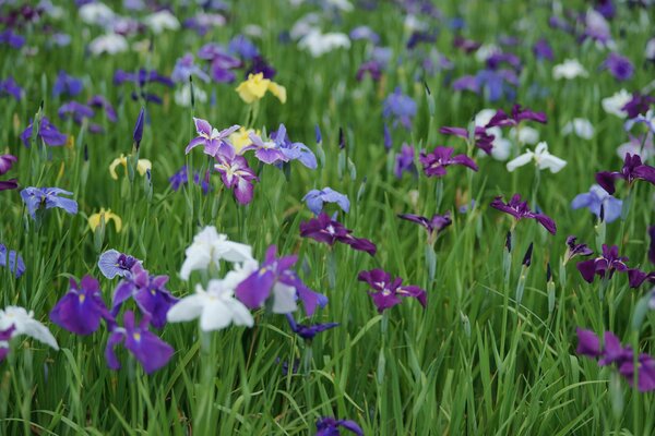 Summer. Field irises bloomed