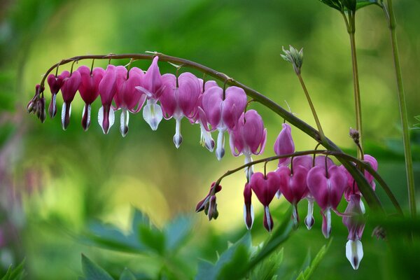 A delicate twig with pink hearts