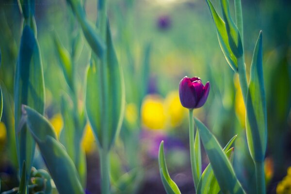Tulipano primaverile su sfondo viola