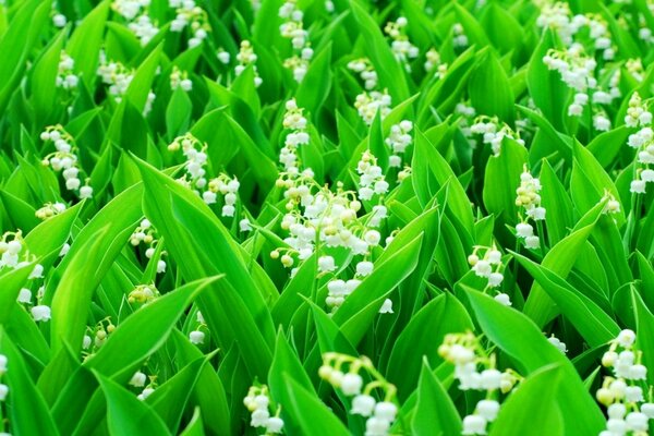 Il campo dei mughetti si sveglia il primo maggio