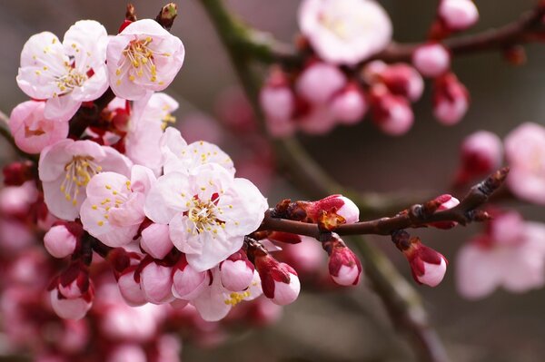 Flor de cerezo cerca