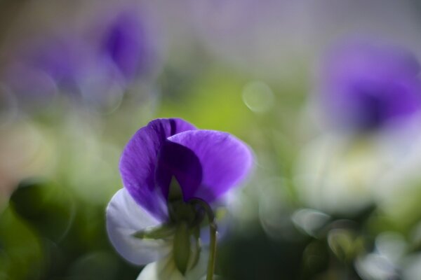Viole del pensiero su sfondo sfocato