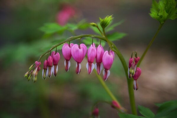 Hermosa, flor rosa, naturaleza