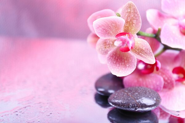 Spa relaxant avec des pierres chaudes et une fleur d orchidée