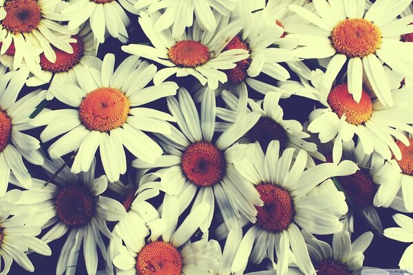 Fond de marguerites dans un style Vintage