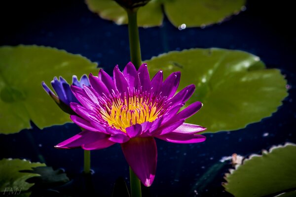 Agua hada flor nenúfares