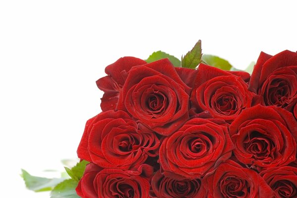 Alla fine le rose hanno sbocciato i boccioli rossi