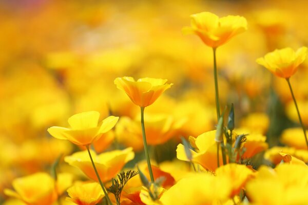 Całe pole żółtych kwiatów Eschscholzia