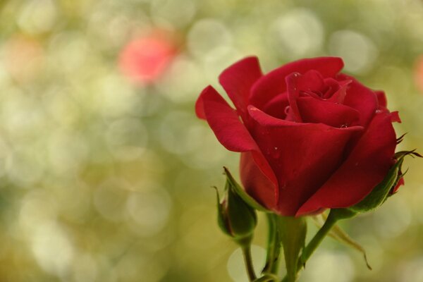 Rosa rossa con gocce di rugiada su sfondo sfocato