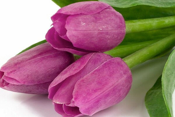 Les bourgeons de Tulipes violettes sont très beaux