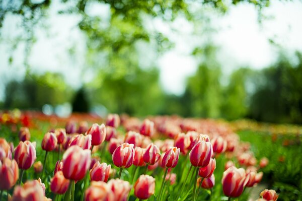 Tulipes printanières. mer de fleurs