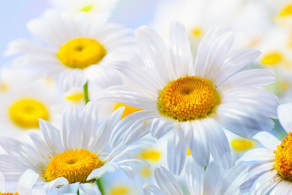 Marguerites blanches comme neige closeup