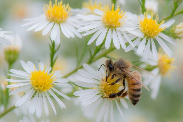 Kamillenblüten. Biene sammelt Nektar