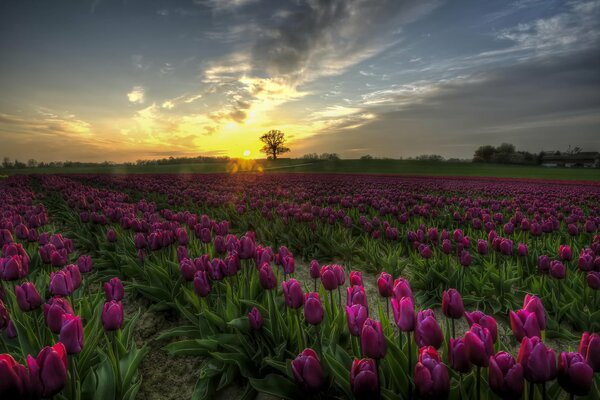 A field of Tulips at sunset