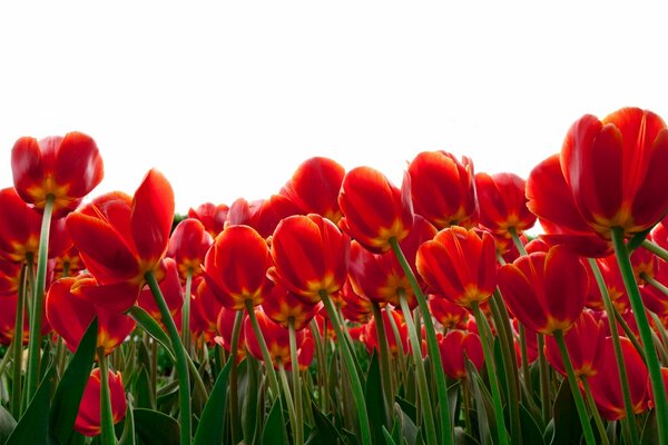 Kwietnik czerwonych tulipanów. Zdjęcie od dołu