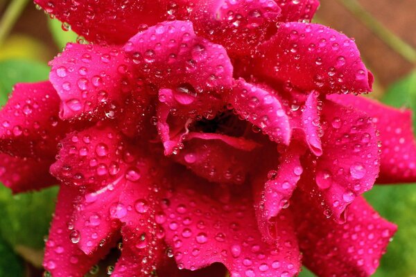 Tautropfen auf rosa Rose