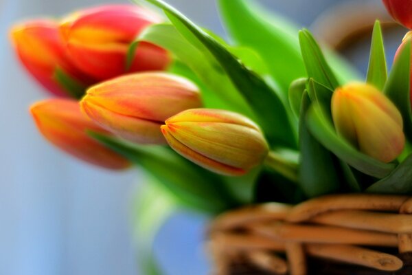 Ramo de tulipanes rojos en la cesta
