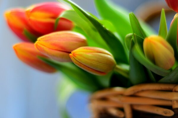 Bouquet de tulipes rouges dans un panier