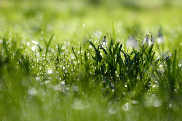 Primera hierba de primavera con campanillas de nieve en rocío