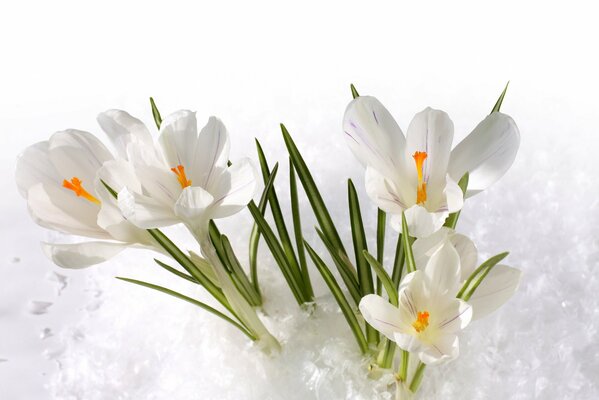 Weiße Krokusse im Schnee