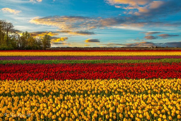 Campo de primavera de tulipanes multicolores