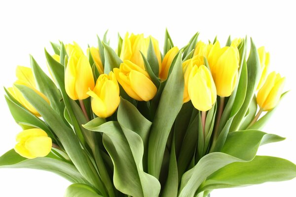 Bouquet von leuchtend gelben Tulpen mit grünen Blättern