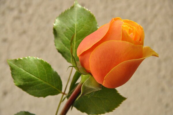 Orange Rosebud macro