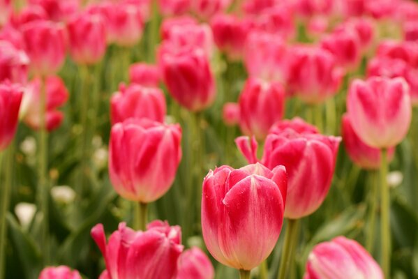 A field of pink Tulips. Close-up