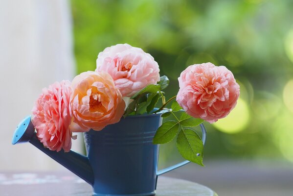 Ein Strauß rosa Rosen in einer Gießkanne