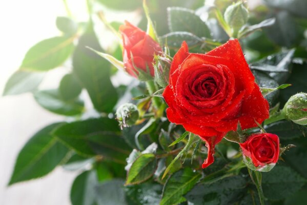 Rosal en rocío bajo macro tiro