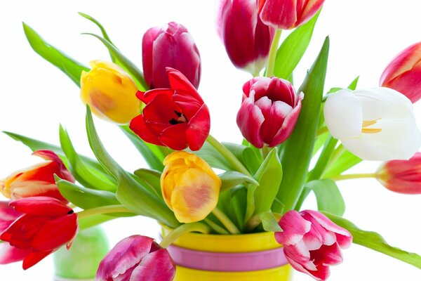 Bright multicolored tulips in a vase