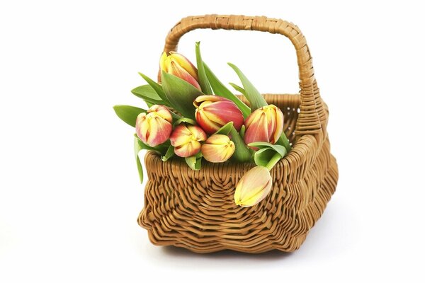 Dans un panier de bourgeons de tulipes