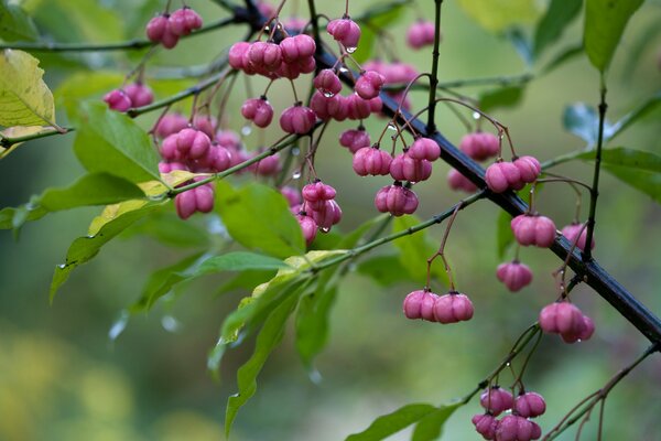 Nasse Beeren, auf denen Tropfen ablaufen